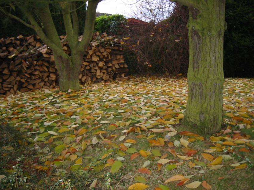 Automne