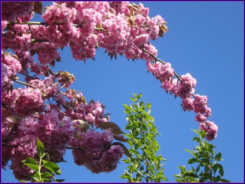 Cerisier  fleurs.
