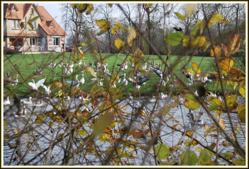 Les oies à travers les branches