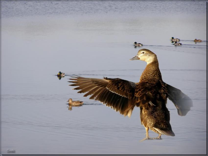 Canards