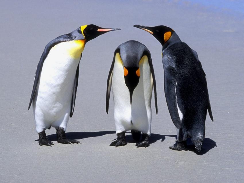 Penguin