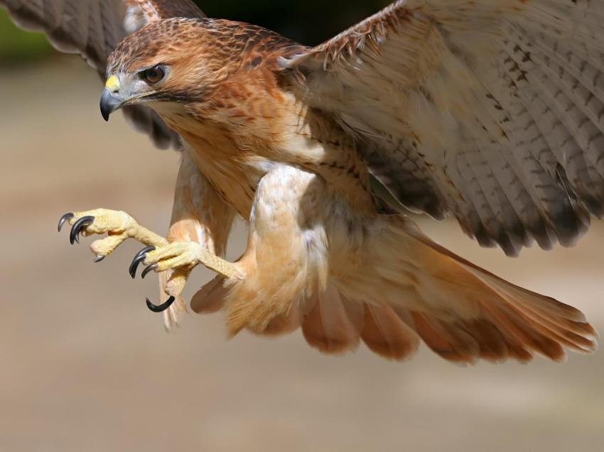 Rapaces