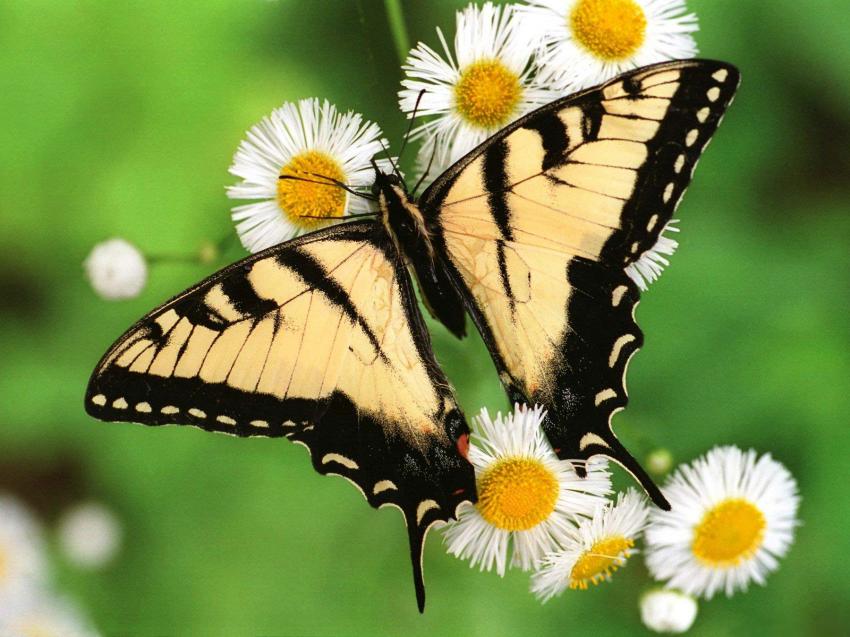 papillon