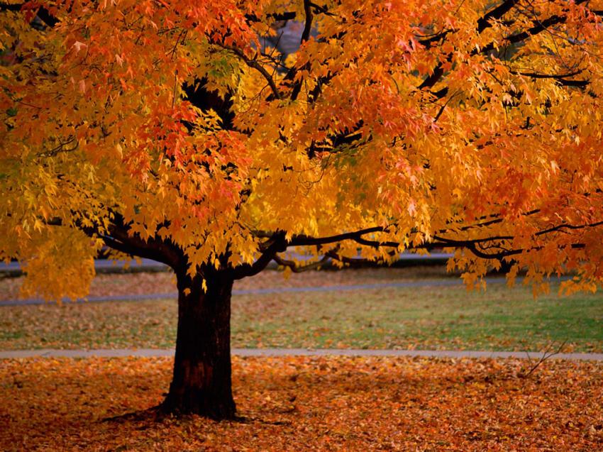 Arbre