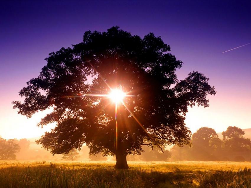 Arbre
