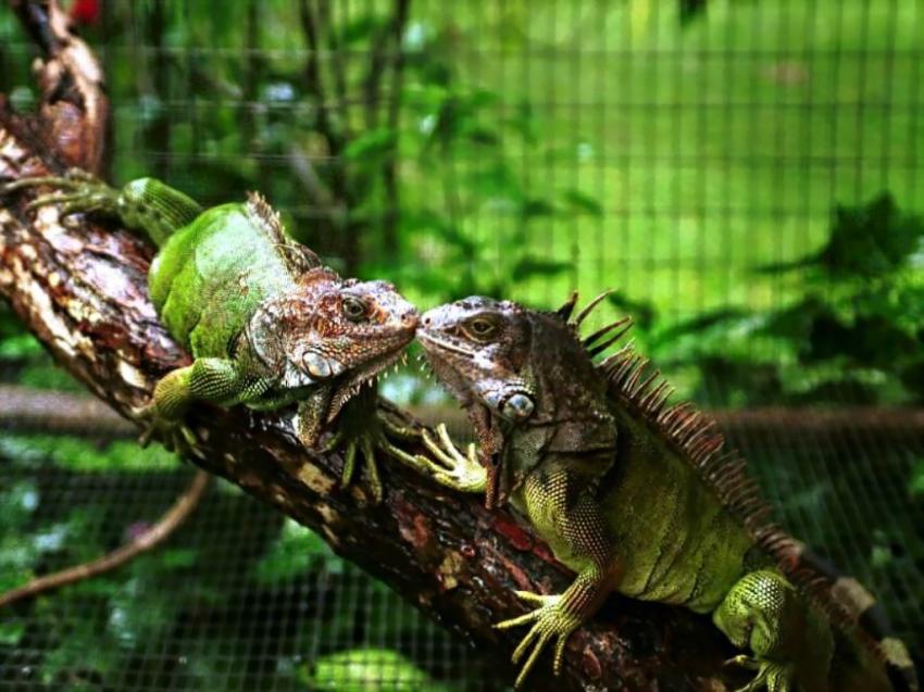 Iguanas couple