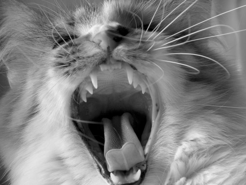 Un chat affam