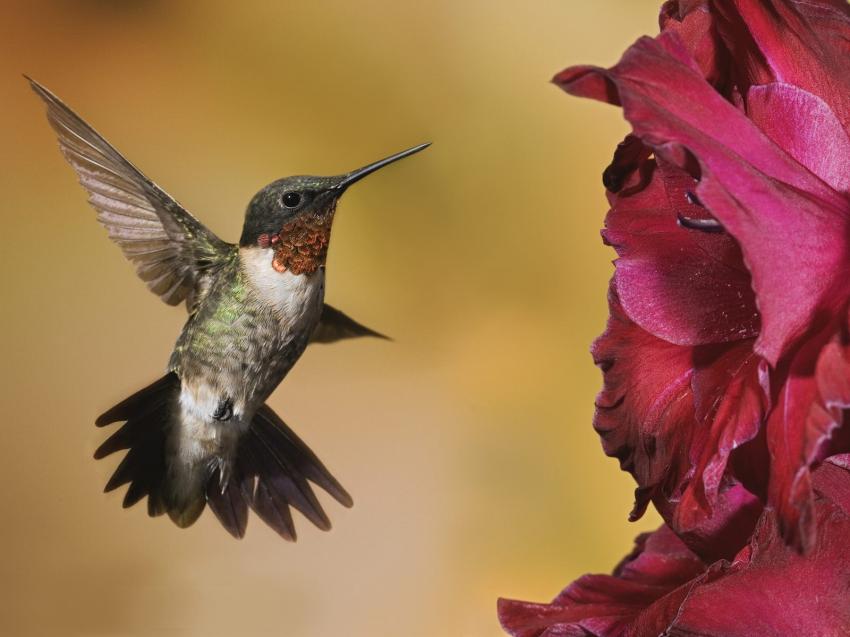 Colibris