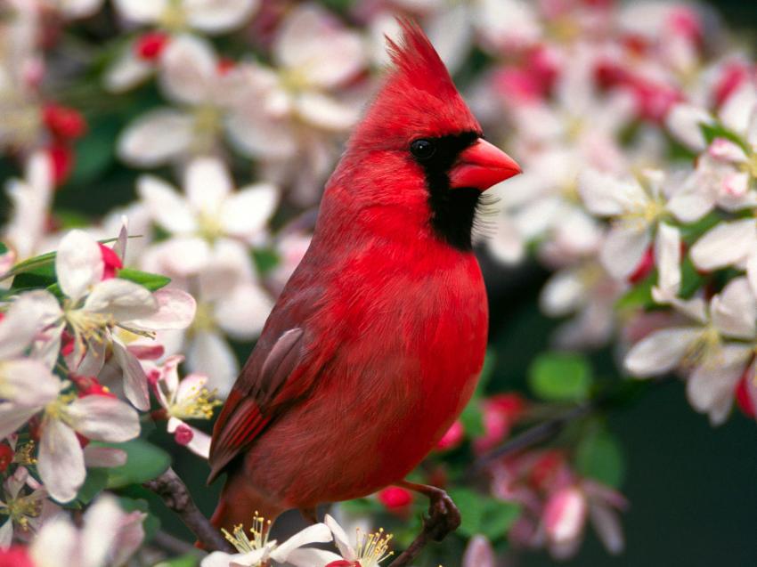 Oiseau