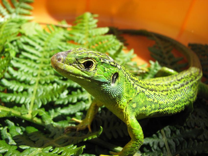 Le lzard dans mon jardin