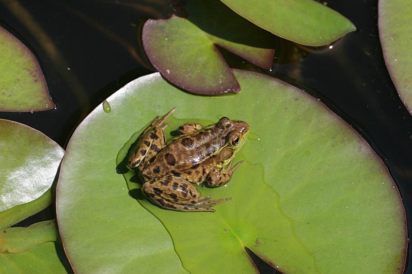 Grenouille au repos.