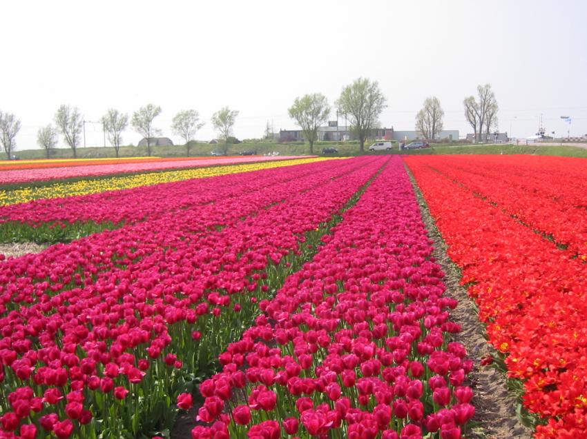 Champs de tulipes en Hollande