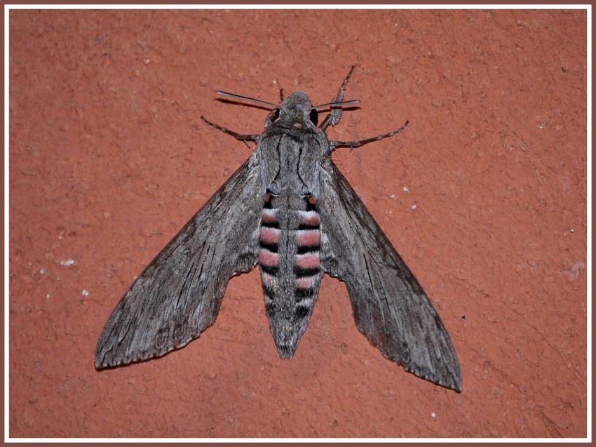 Papillon de nuit