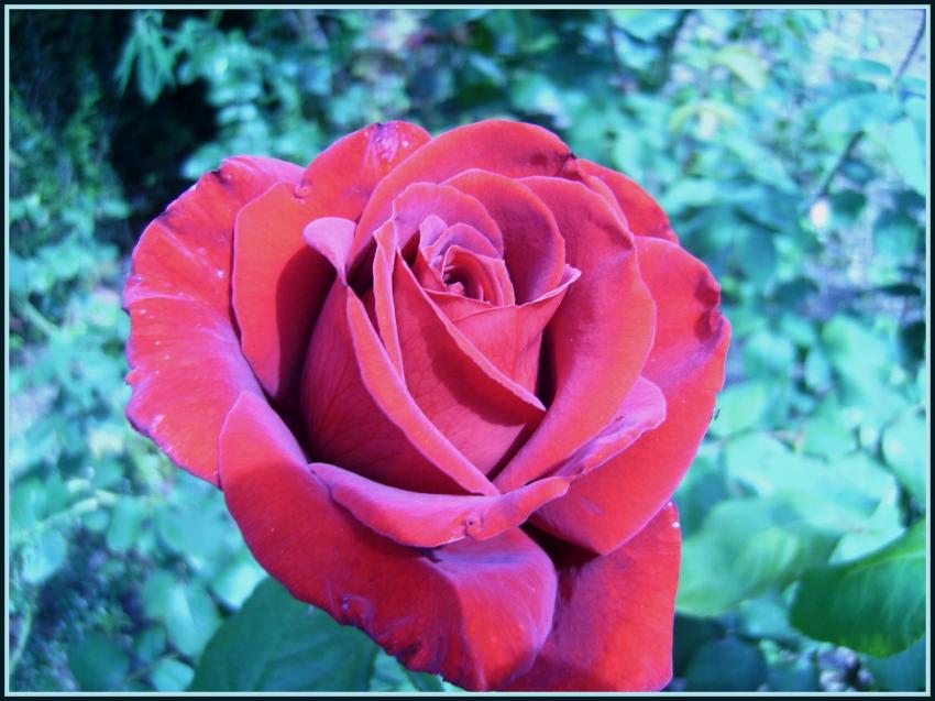 Rose rouge