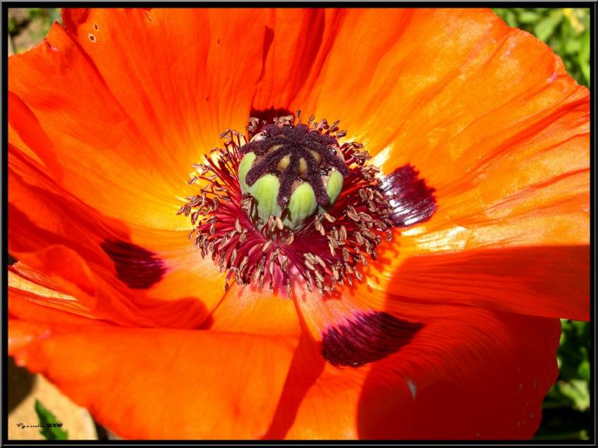 Le coeur d'une fleur de pavot .