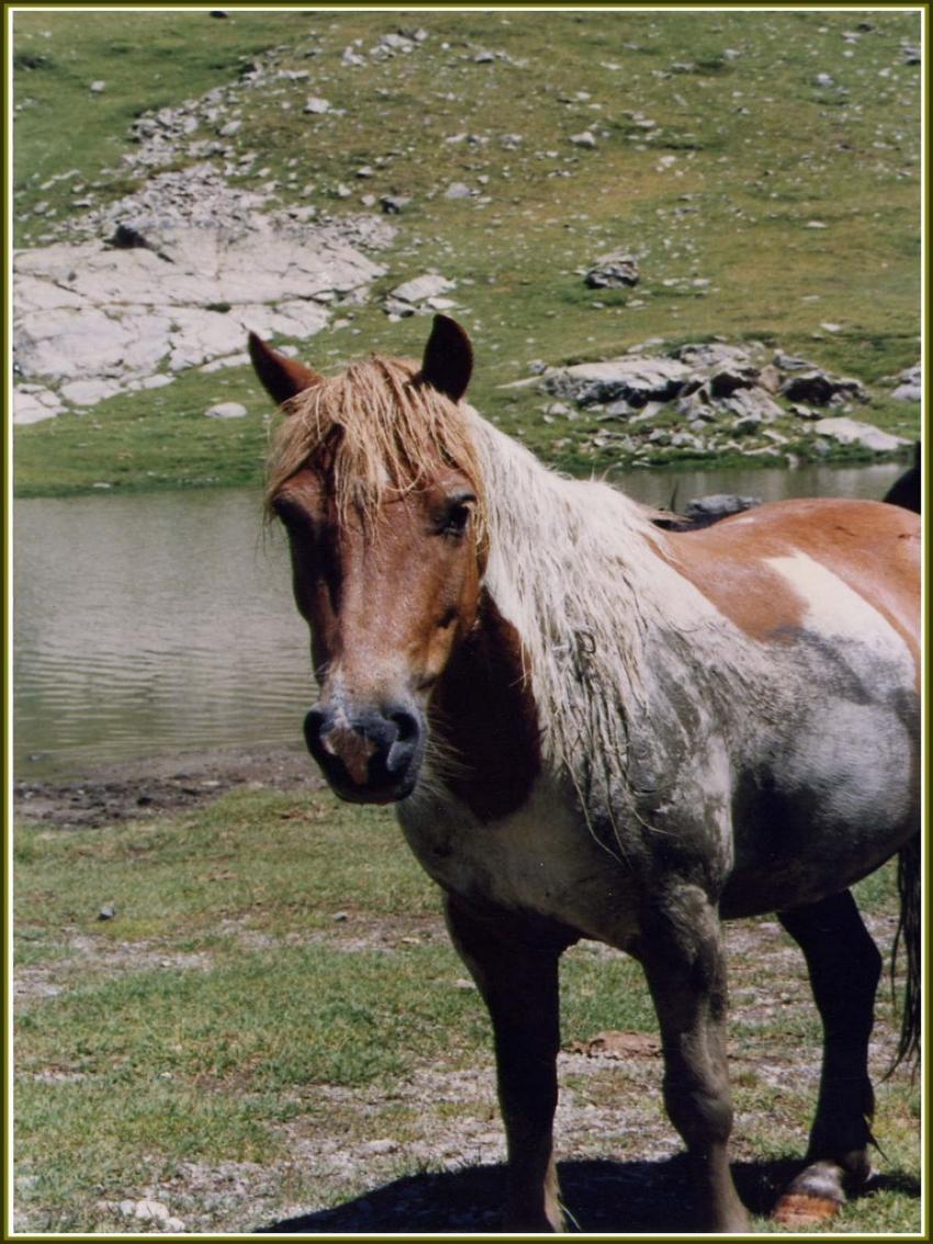 Cheval dans les Pyrnes