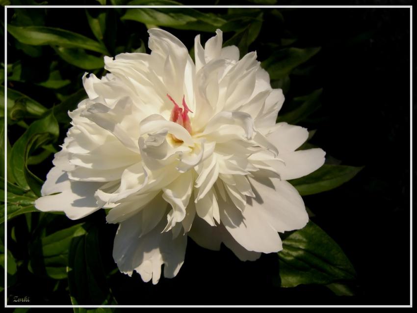 Fleur pivoine 2