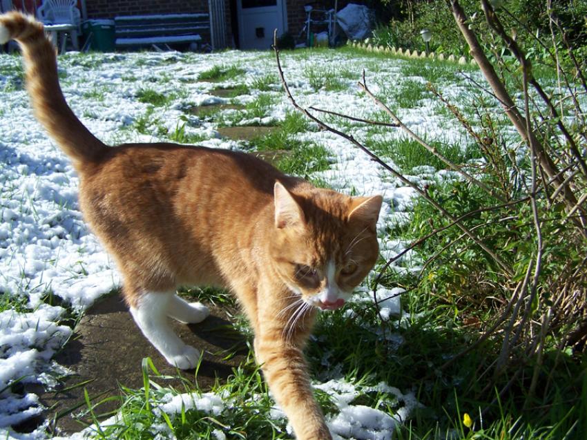 Abricot dans la neige