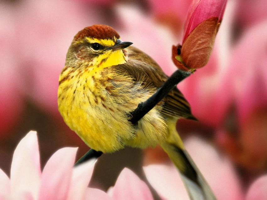Oiseau