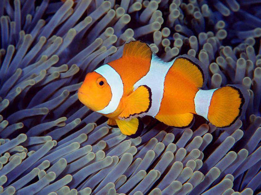 poisson clown