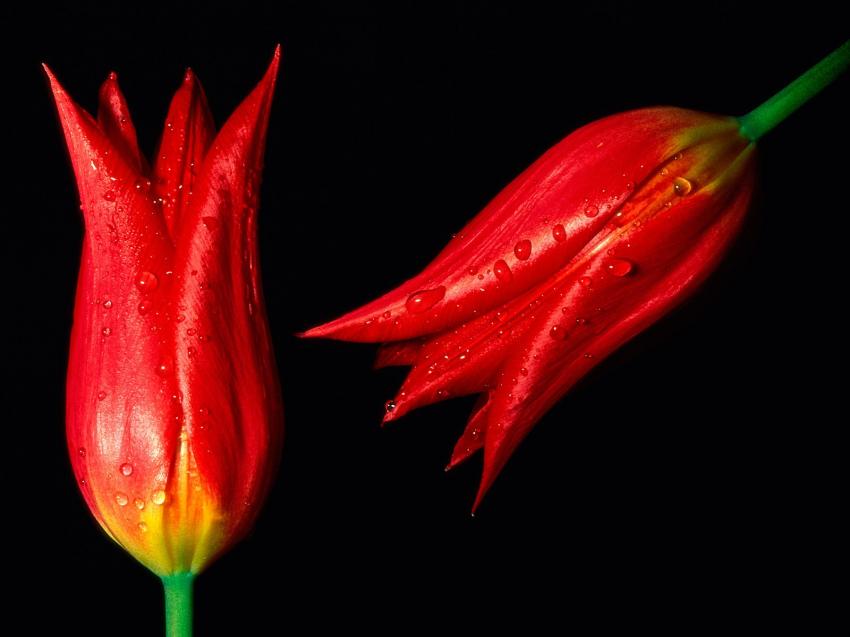 Tulipe