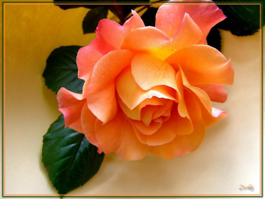 Rose orange