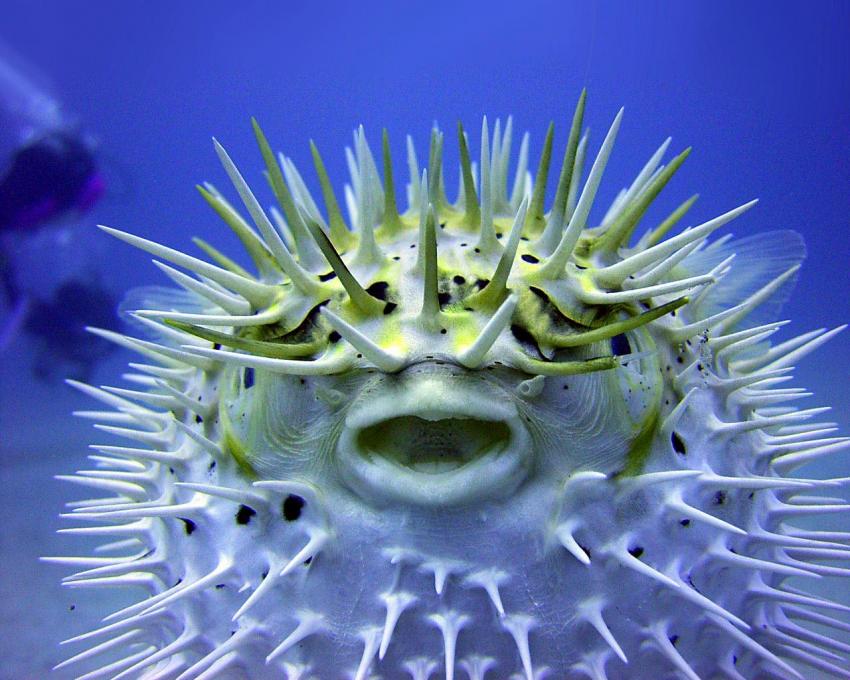 Poisson