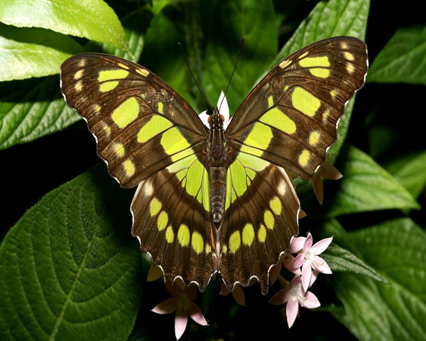 Papillon