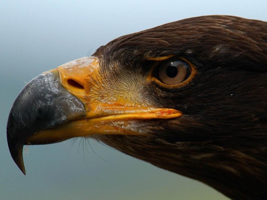 Aigle