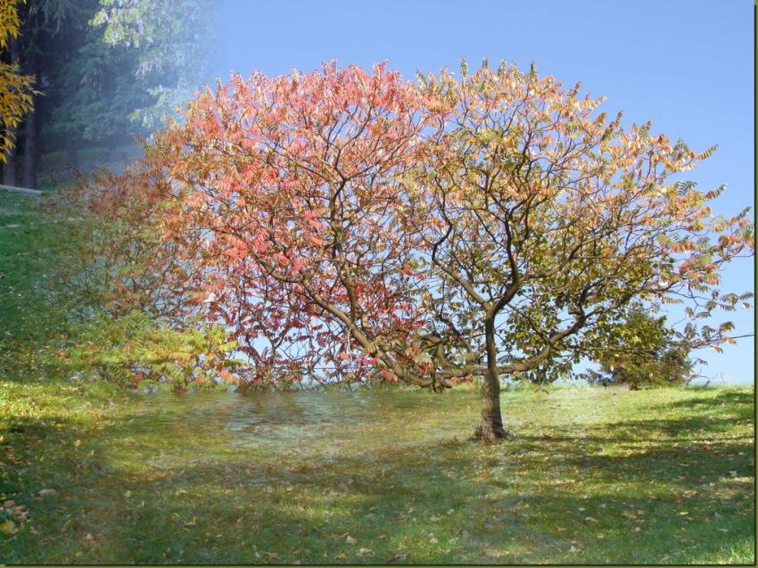 Arbre 191008