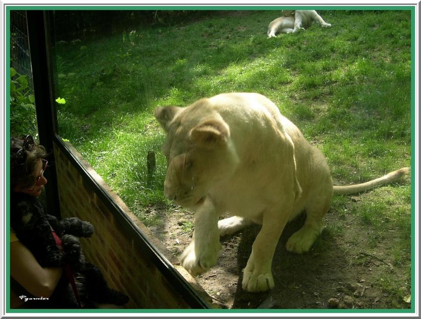 La lionne et le chien.