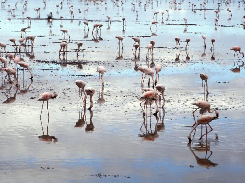 Flamant rose