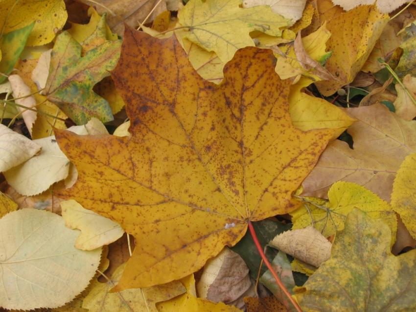 Arbres - feuilles