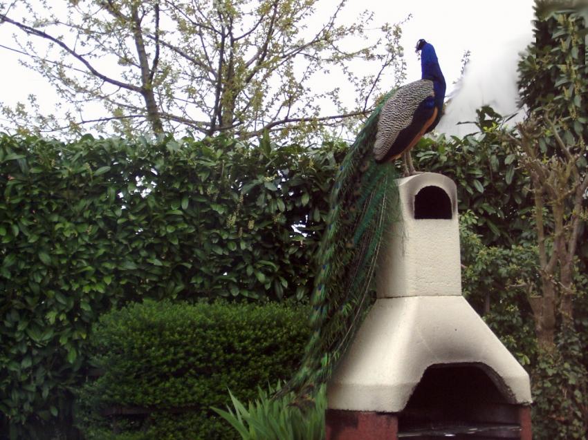 un paon sur le barbecue