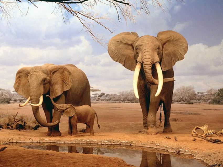 famille d'lphant