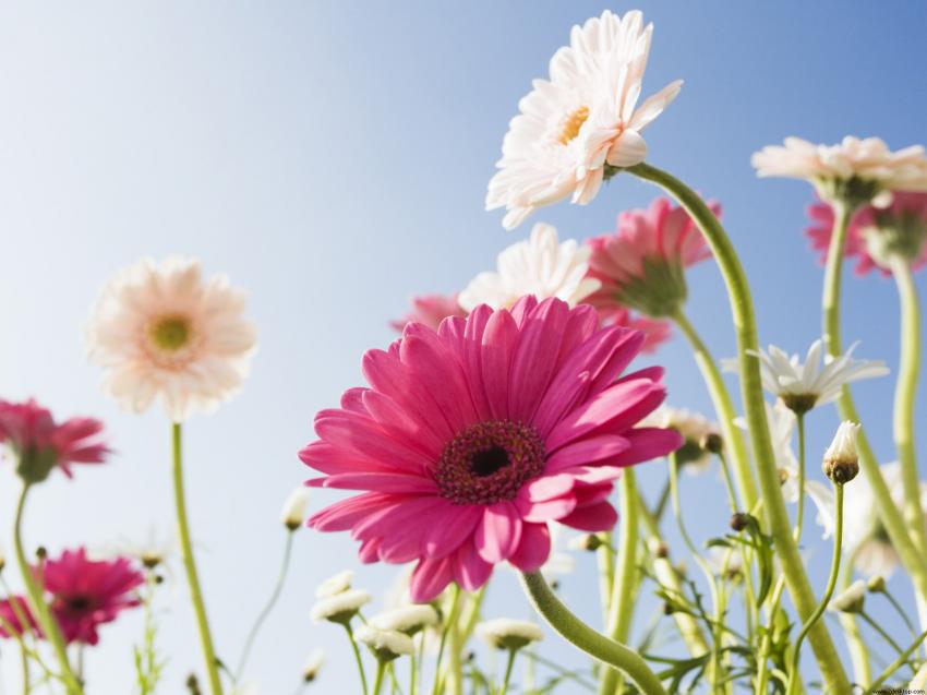 Fleurs