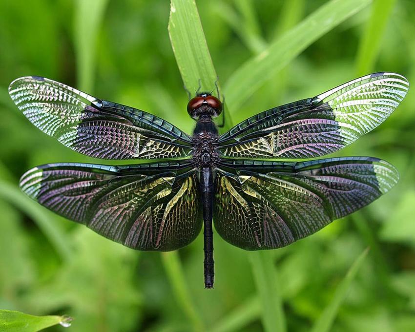 Libellule