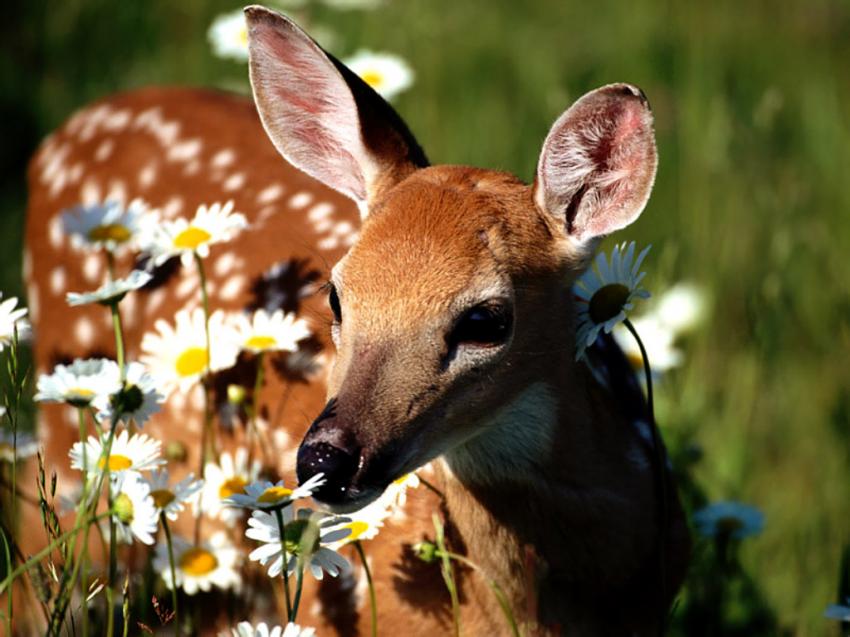 Gazelle