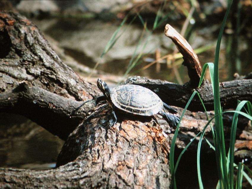 tortue de la rivire