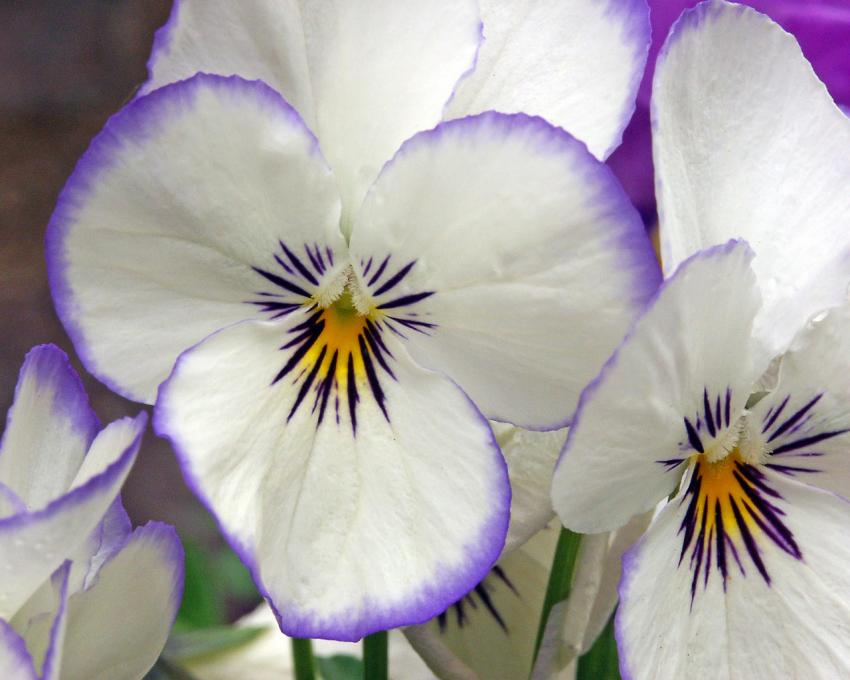fleur bleu mauve
