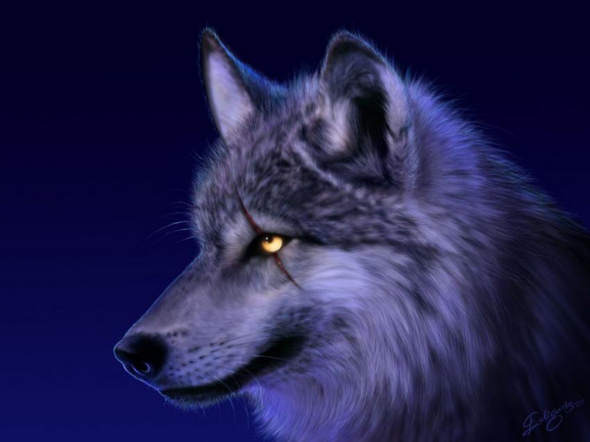 3d - loup