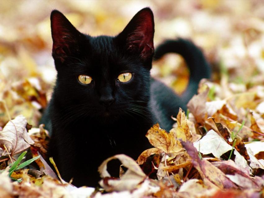 chat - yeux