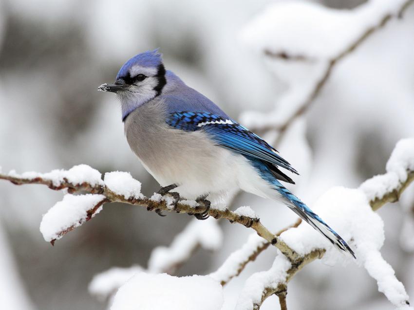 Le geai bleu - oiseau