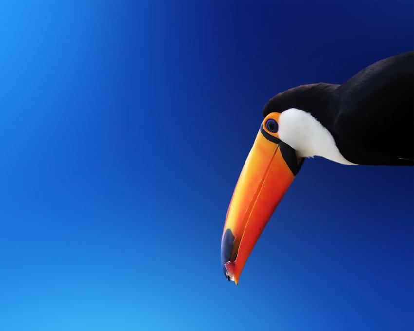 oiseau exotique