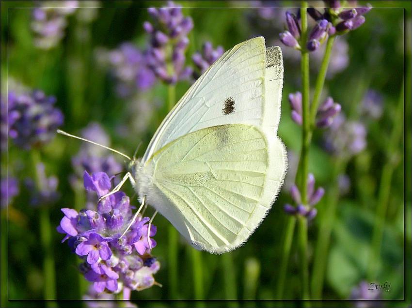 Papillon 31508 2