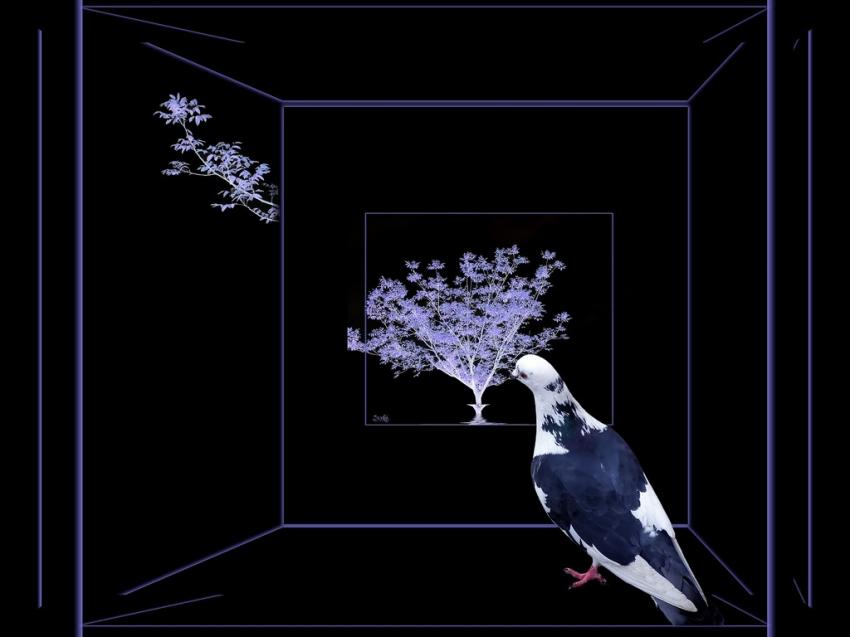 Pigeon 7508