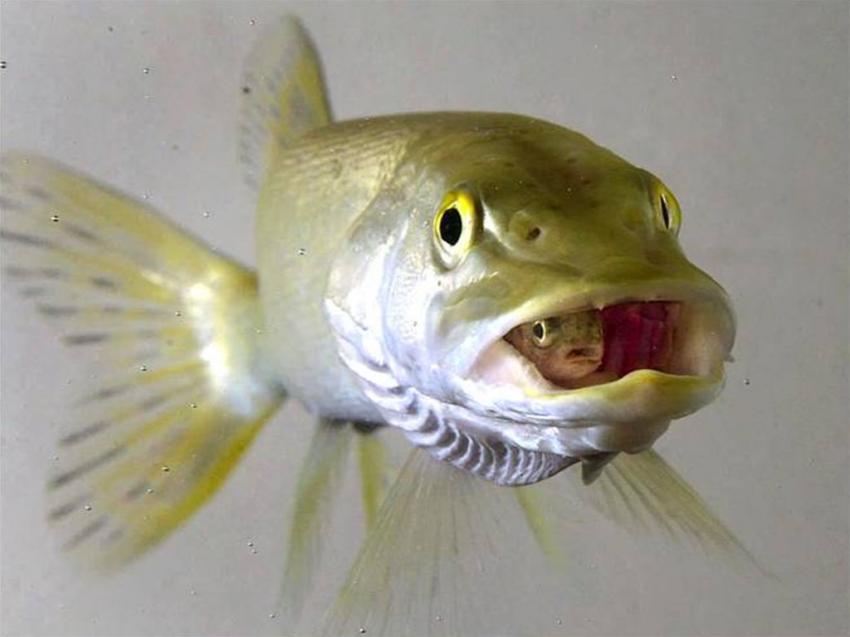 Poisson