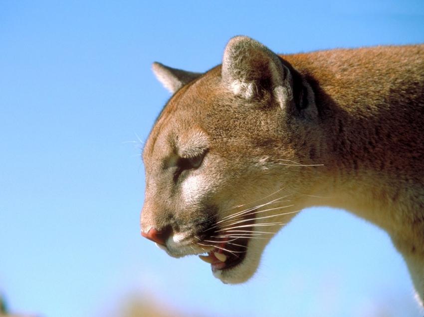 Puma