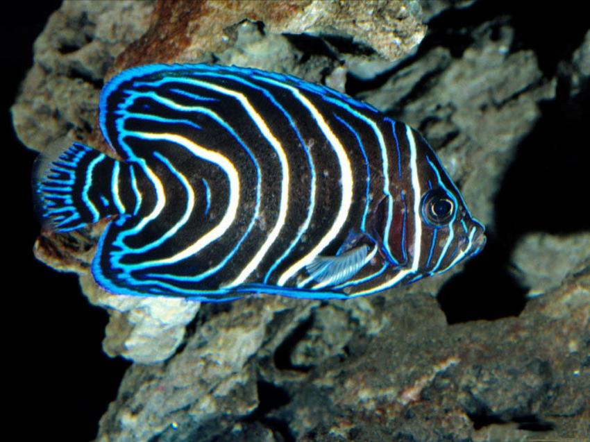 Poisson