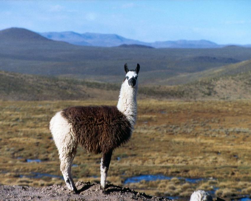 lama